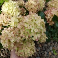 Гортензия Коттон крем 1 год